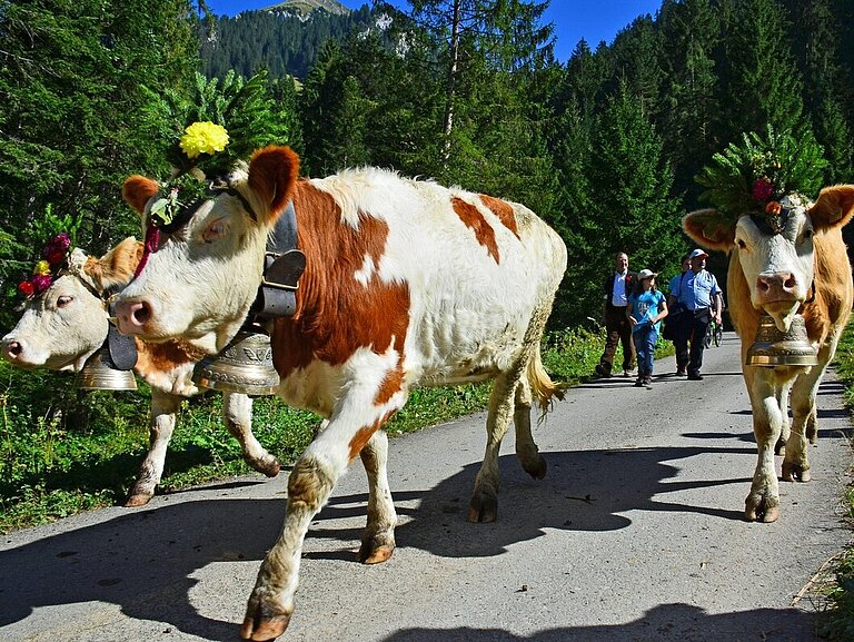 Alpabzug_2013_8.jpg 