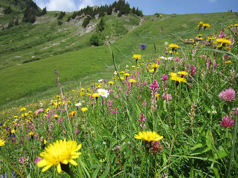 Blumenwiese-1.JPG 