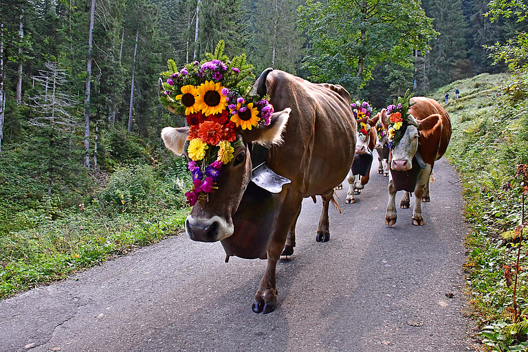 Alpabzug-Braune-2019.jpg 